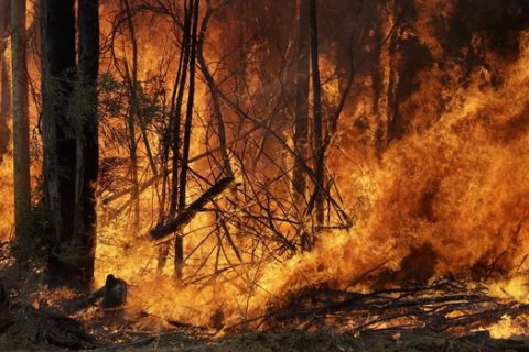 An intentionally lit controlled fire burns intensely near Tomerong, Australia, Wednesday, Jan. 8, 2020, in an effort to contain a larger fire nearby. Around 2,300 firefighters in New South Wales state were making the most of relatively benign conditions by frantically consolidating containment lines around more than 110 blazes and patrolling for lightning strikes, state Rural Fire Service Commissioner Shane Fitzsimmons said. (AP Photo/Rick Rycroft)