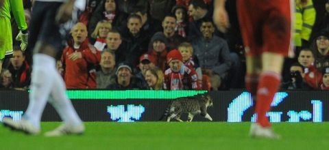 A cat runs on the pitch during the English Premier league football match between Liverpool and Tottenham Hotspur at Anfield in Liverpool, north-west England, on February 6, 2012. AFP PHOTO/ANDREW YATES
RESTRICTED TO EDITORIAL USE. No use with unauthorized audio, video, data, fixture lists, club/league logos or ?live? services. Online in-match use limited to 45 images, no video emulation. No use in betting, games or single club/league/player publications. (Photo credit should read ANDREW YATES/AFP/Getty Images)