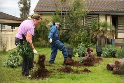 NSW police officers with some of the 70 fast growing marijuana plants on the front lawn of 52 Magnolia Street, North St Marys.