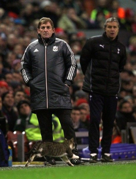 LIVERPOOL, ENGLAND - FEBRUARY 06:  A cat runs past Liverpool Manager Kenny Dalglish during the Barclays Premier League match between Liverpool and Tottenham Hotspur at Anfield on February 6, 2012 in Liverpool, England. (Photo by Clive Brunskill/Getty Images)