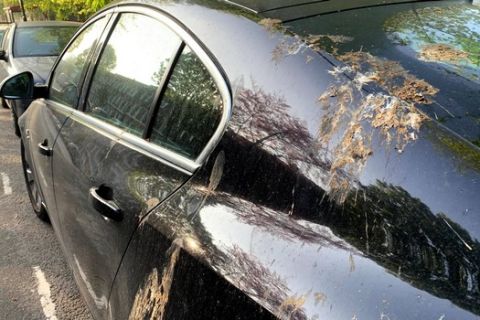 While getting struck by bird poop may be a sign of good luck in many countries, bird poop landing on your car can have more serious implications  for your paintwork.