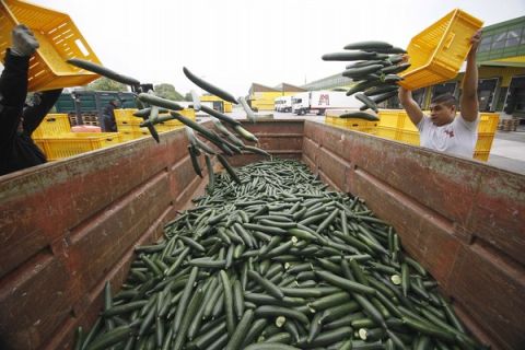 Men empty boxes with cucumbers which are to be destroyed at Austria's largest vegetable producer in Vienna June 9, 2011. Since the E.coli outbreak in Germany, 1,2 Million of cucumbers were destroyed in Austria. The German government has been criticised at home and around Europe for failing so far to pin down the cause of the E.coli outbreak that has killed 27 and stricken more than 2,700 people in 12 countries. So far, bean sprouts, cucumbers, tomatoes and lettuce have all been suspected of spreading the EHEC bacteria.  REUTERS/Lisi Niesner  (AUSTRIA - Tags: FOOD HEALTH)