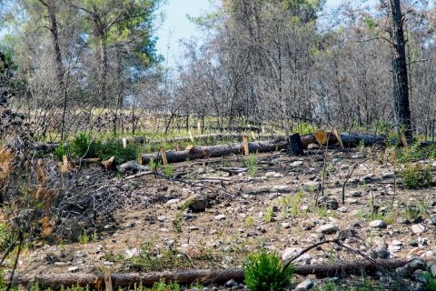 Η Nova παρέδωσε το μείζον έργο αποκατάστασης πυρόπληκτων περιοχών στη Ρόδο