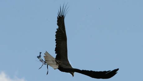 Ο... αραγμένος αετός της Λάτσιο!